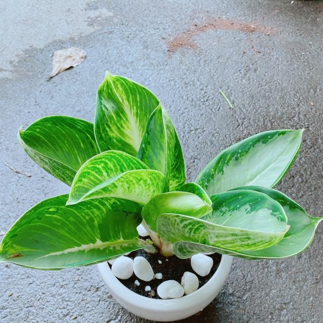 Chậu Cây Phát Tài