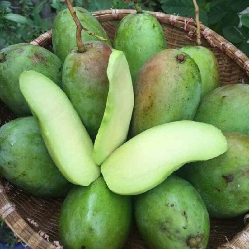 GIỐNG CÂY SOÀI THÁI GHÉP