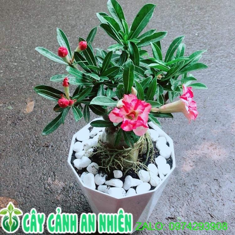 Chậu Cây Sứ Thái