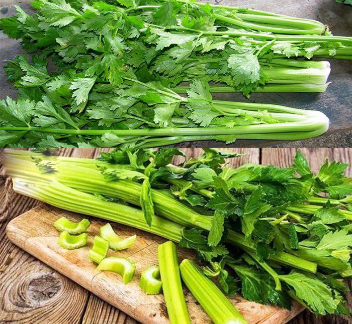 Hạt giống rau cần tây- NGUYÊN GÓI hàng công ty tuyển chọn kháng bệnh sống khỏe
