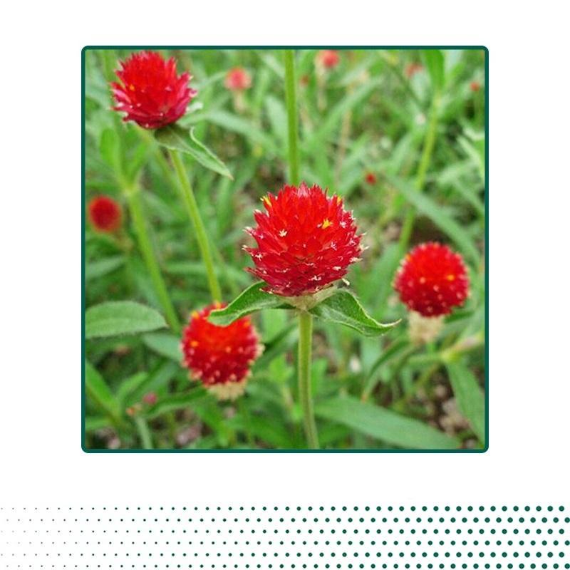 HẠT GIỐNG HOA BÁCH NHẬT MIX - CÂY RA NHIỀU HOA VÀ LÂU TÀN, TỶ LỆ NẢY MẦM CAO