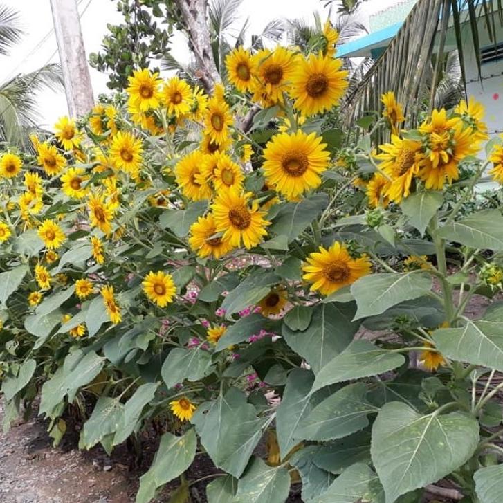 Hạt giống Hoa Hướng Dương Tháp Rd 916 (2g~80 hạt) thân cao, bông nhiều - Hạt giống Rạng Đông