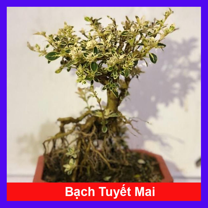 Cây bạch tuyết mai bonsai để bàn