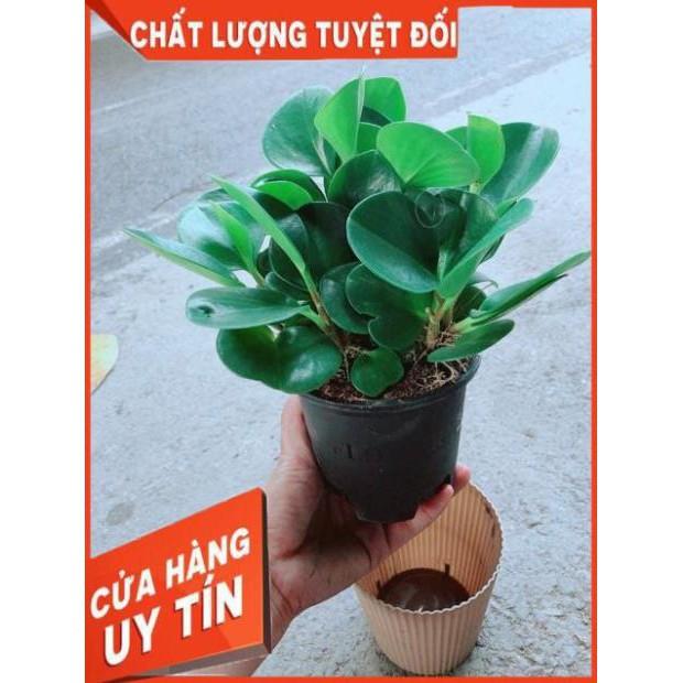 Cây Trường Sinh Kèm Chậu Tự Tưới