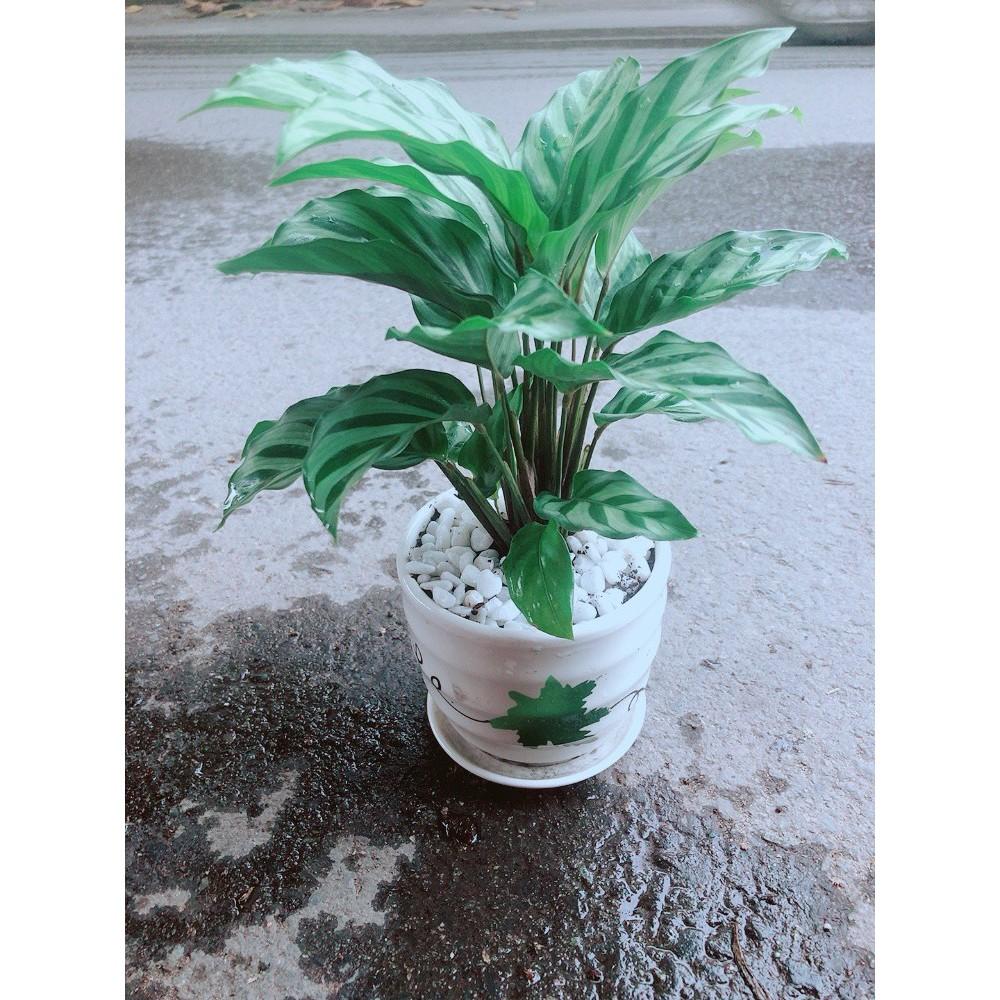 Chậu Đuôi Công Xanh