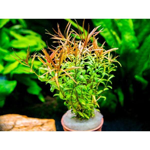 Diệp Tài Hồng Lá Hẹp