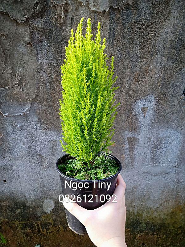 Cây tùng thơm 40 đến 60cm cây đẹp chuẩn giống