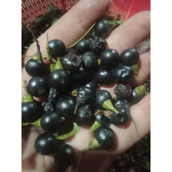 100 gram hạt giống long não