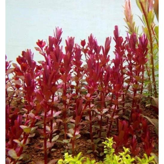 Cây Vảy Ốc Rotala 14 ngọn - Cây Thuỷ Sinh Cắt Cắm