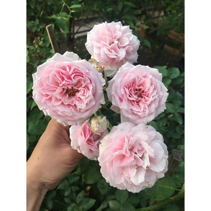 CÂY GIỐNG Hoa hồng cổ Bạch Vân Khôi – Giống hồng cổ quý nhất của Việt Nam