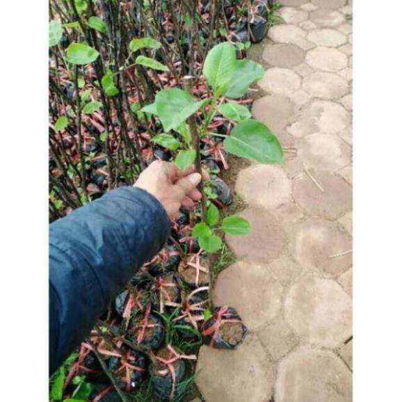 Cây Giống Lê Vàng, Cao 1m