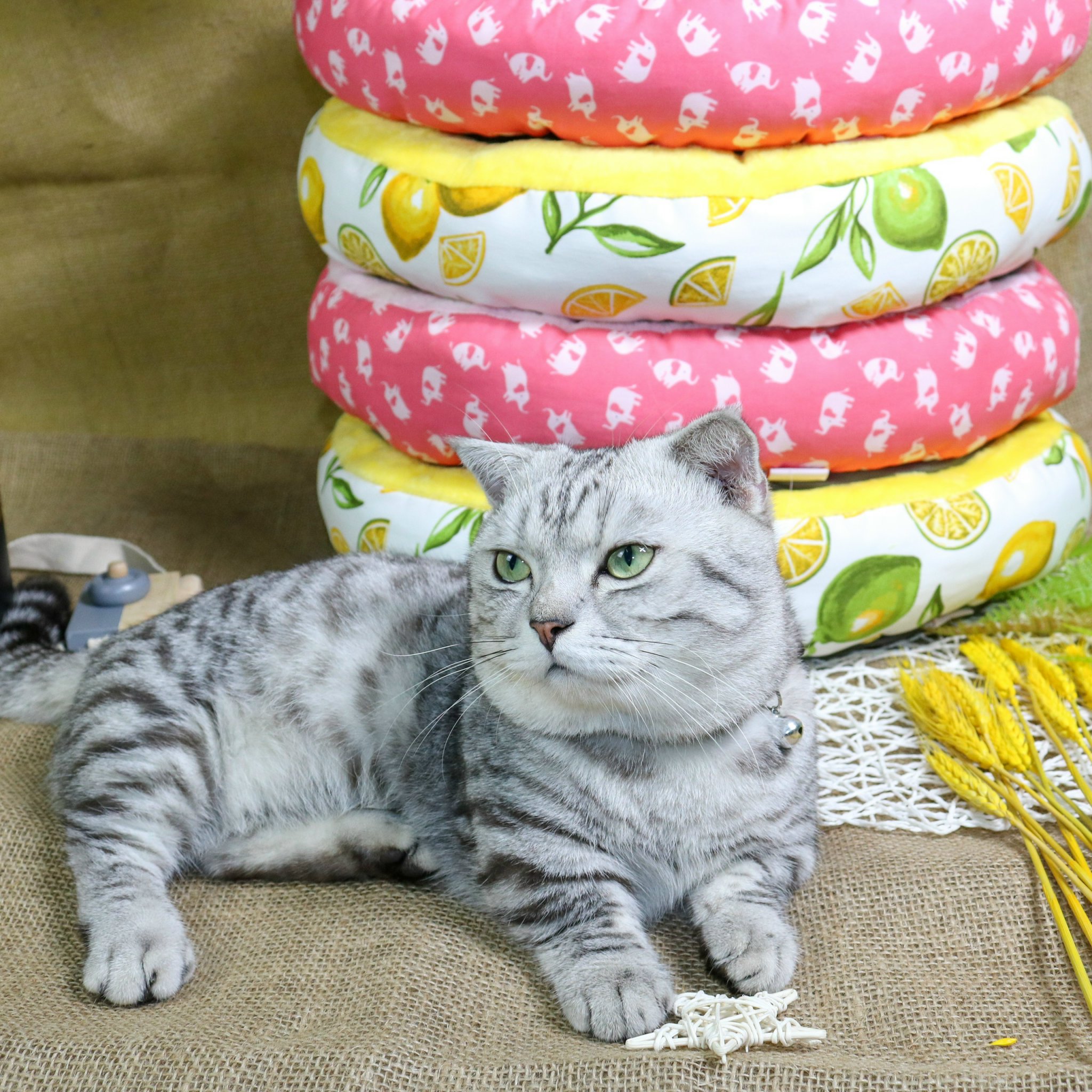 NỆM CHO CHÓ MÈO - NỆM TRÒN TRÁI CÂY
