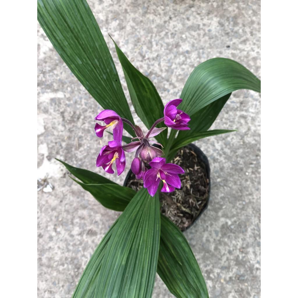 Chậu địa lan hoa tím lá to