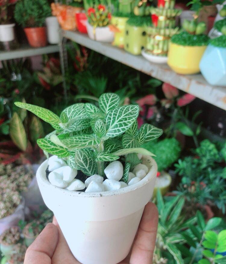 Chậu Cây Cẩm Nhung Xanh Lá