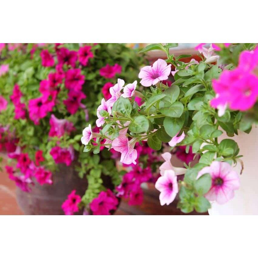 Hạt giống Hoa Dạ Yến Thảo rủ mix