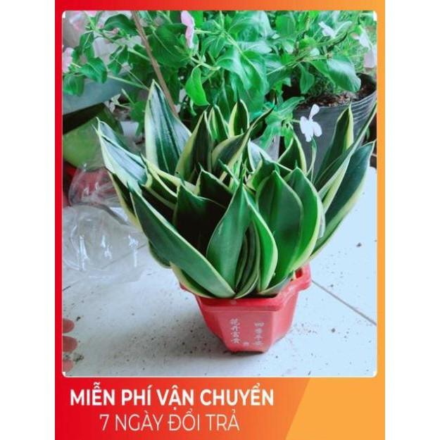 Chậu Lưỡi Hổ Thái Xanh