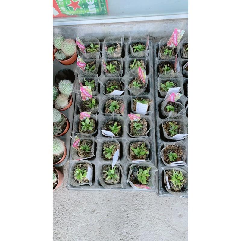 Cây Bẫy Kẹp Bắt Mồi