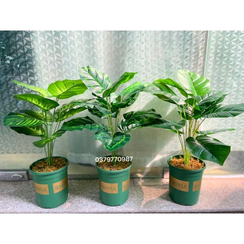 Cây giả - Cây lá xẻ 12 lá, cao 60cm kèm chậu