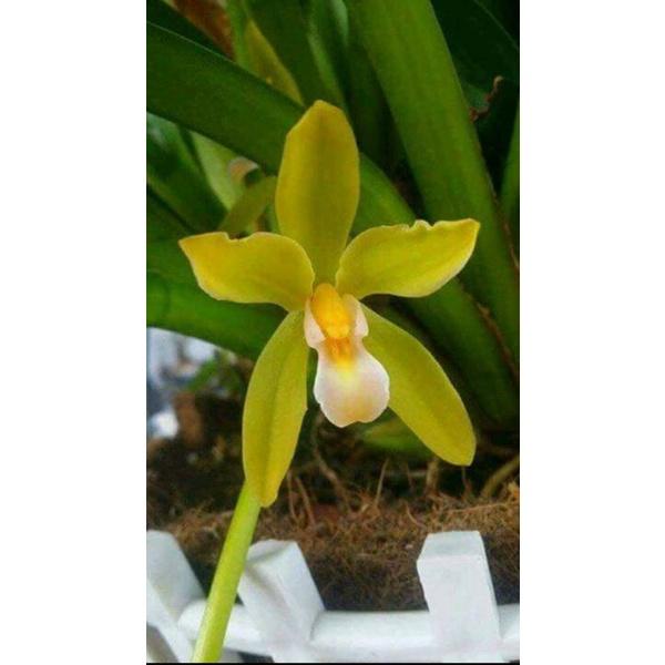 CHẬU LAN KIẾM VÀNG THÁI LAN , MẶT HOA ĐỘT BIẾN, BẢO HÀNH MẶT HOA THEO YÊU CẦU