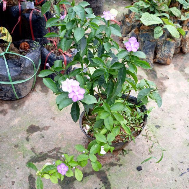 Cây giống hoa Lài Nhật hoa Tím đổi màu - Nhài Nhật hoa cực thơm