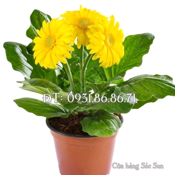 Hạt giống hoa cúc đồng tiền – Bịch 10 hạt – Mã số 1349