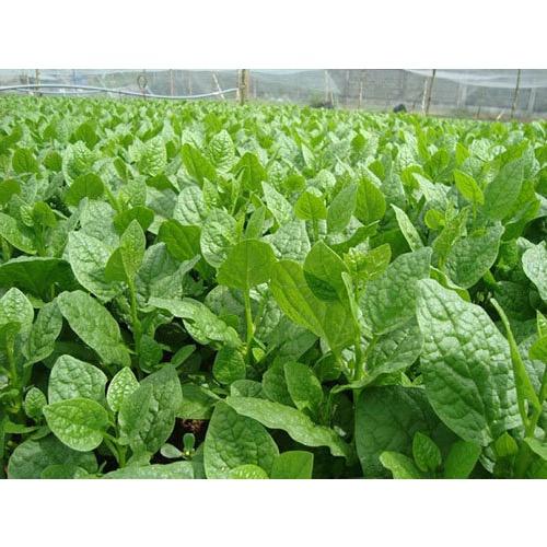 Hạt Giống Rau Mồng Tơi Gói 20g Dễ Trồng - Sinh Trưởng Khỏe