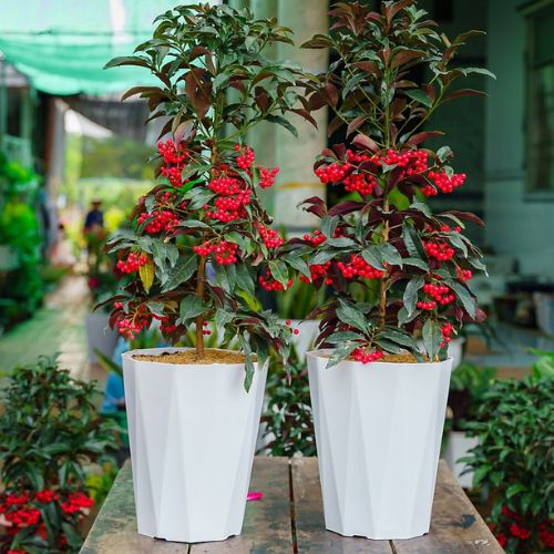 Chậu Trồng Cây Chất Lượng Cao, Chậu Nhựa Trồng Cây Kim Cương Trồng Hoa, Trồng Cây Cảnh Hồng Thanh Garden
