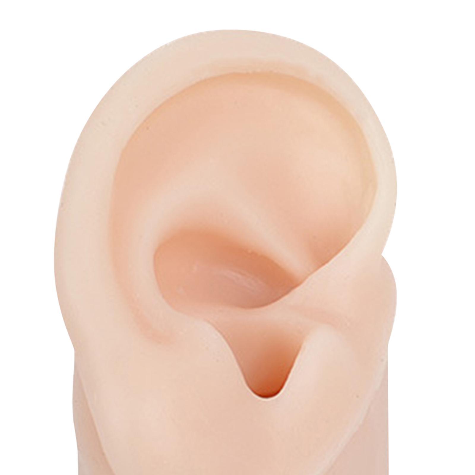 Simulated Silicone Ear Model, Delicate Texture Simulation with Base Display Props