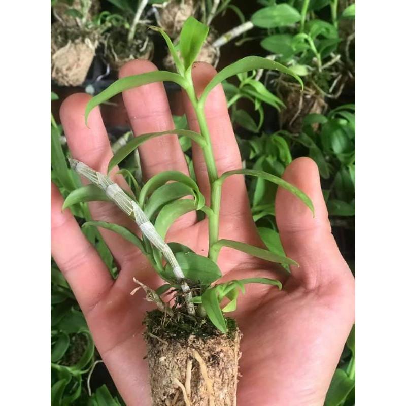 Hawai trắng tím cây giống