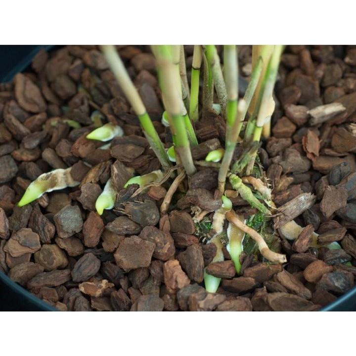 SET 5KG VỎ THÔNG ĐÃ QUA XỬ LÝ M'ỎCHIDS