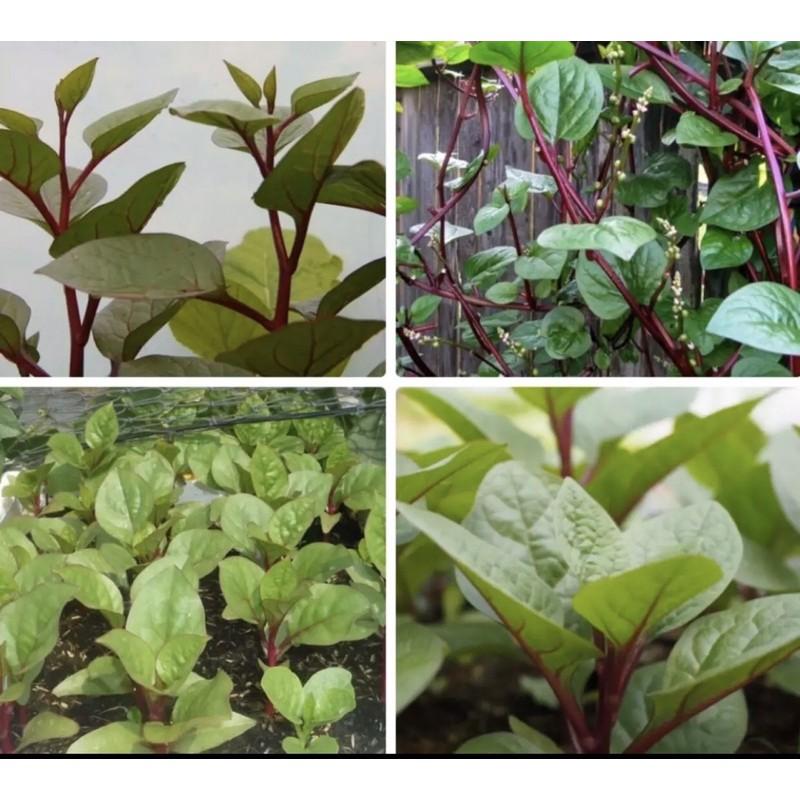 Hạt giống rau mùng tơi tím đỏ giàu dinh dưỡng