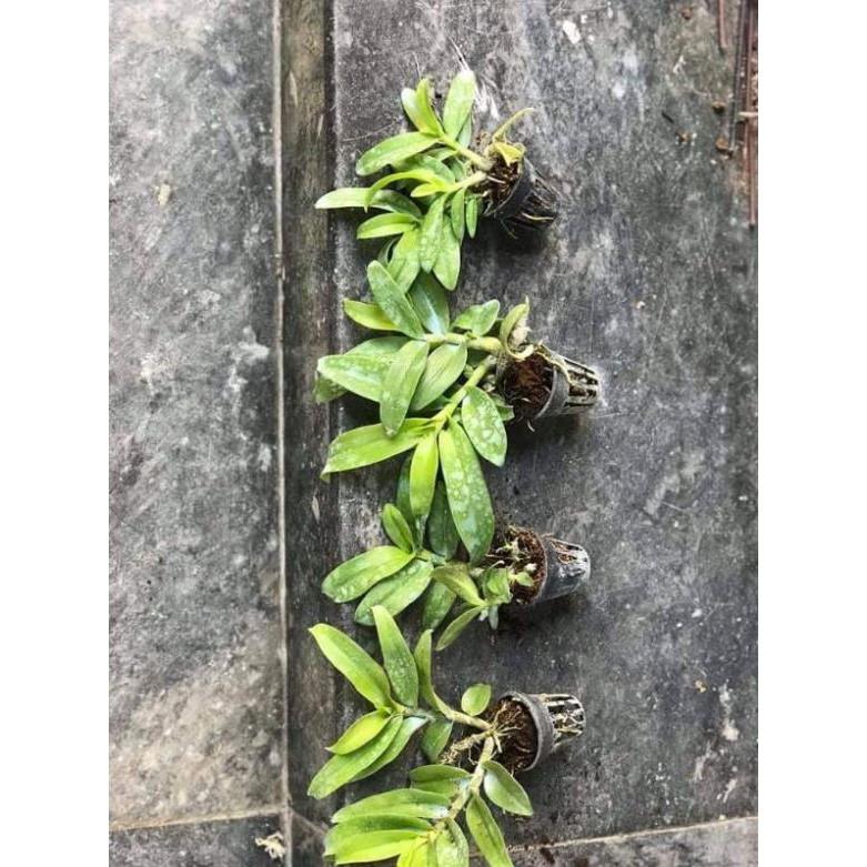 Trầm 6 mắt lai trầm 5ct