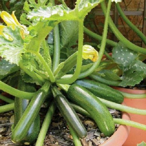 Hạt giống Bí Ngồi Xanh F1 - gói 2g. Trồng Từ tháng 3 đến tháng 5 năm sau