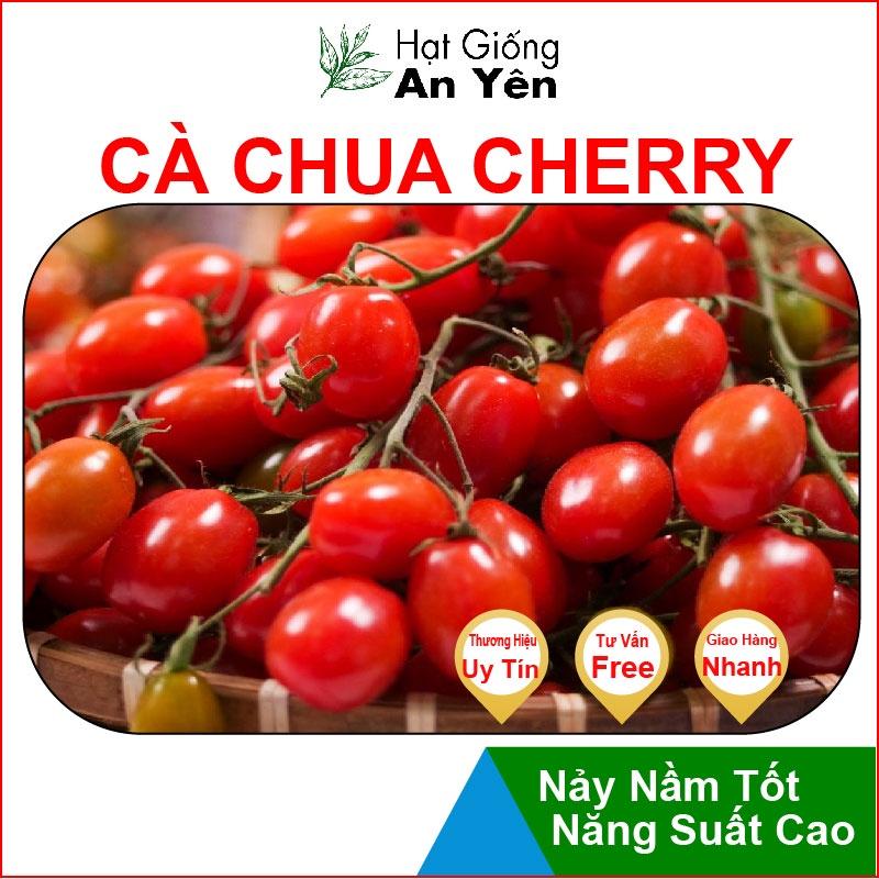 Hạt giống Cà Chua Cherry thu hoạch sớm, dễ trồng, nảy mầm cao, sinh trưởng khoẻ