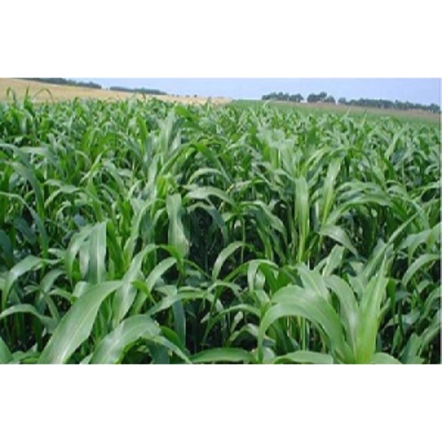 Hạt cỏ Chăn Nuôi Sudan Lai 200g - Cỏ Chăn Nuôi Không Lông