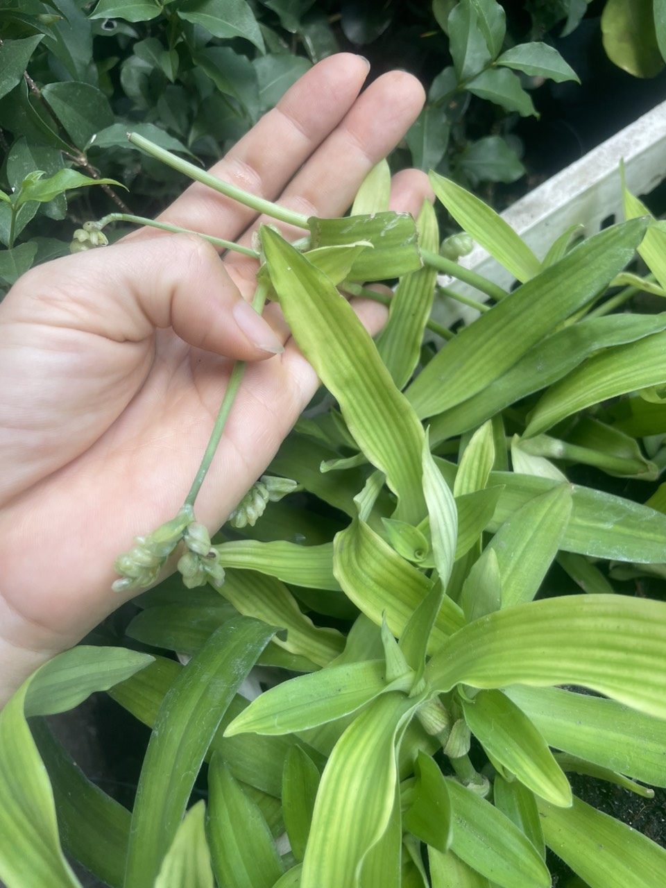 Cỏ bao tử hay còn gọi là linh chi thảo, cỏ dạ dày Mầm Xinh