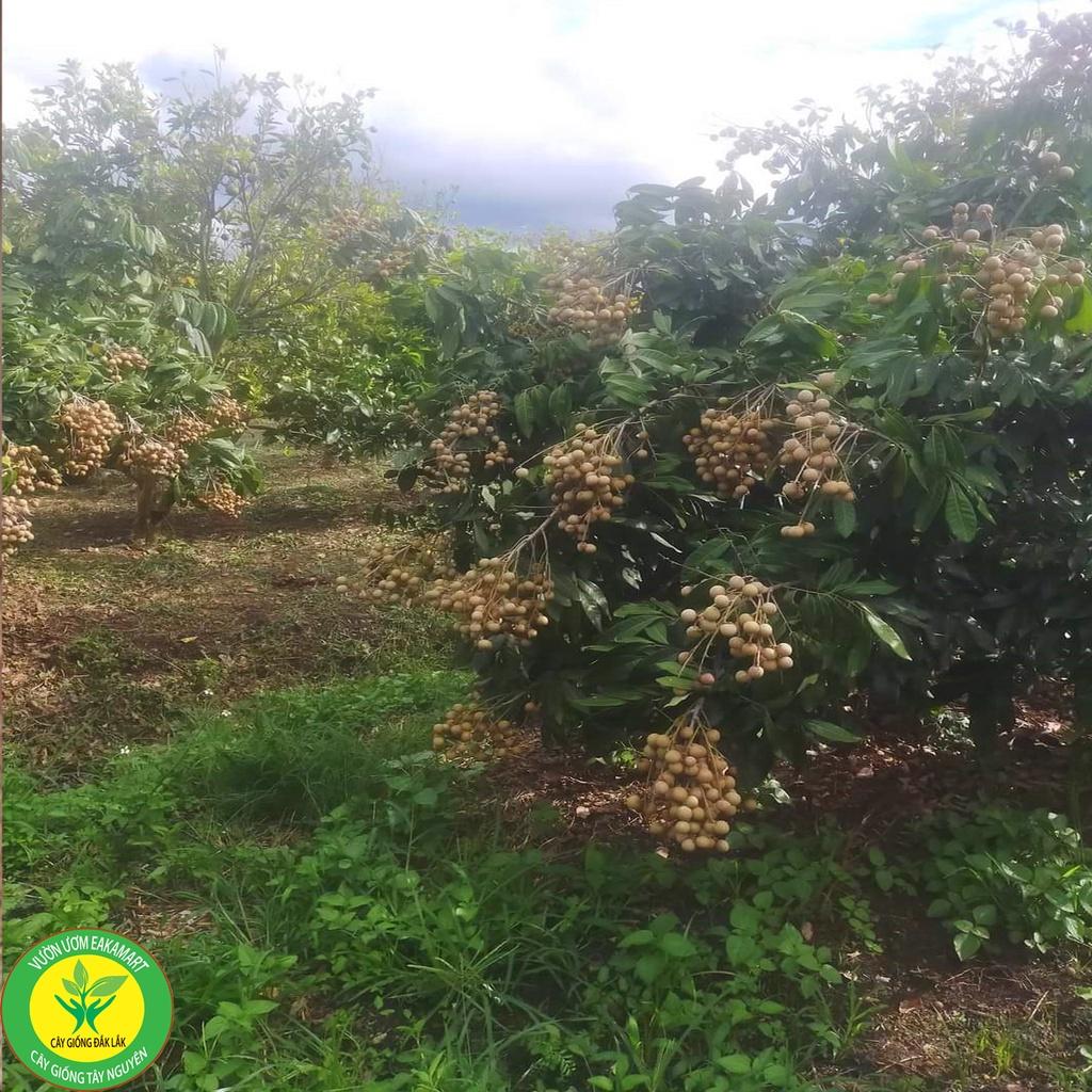 Cây giống nhãn tiêu siêu sai