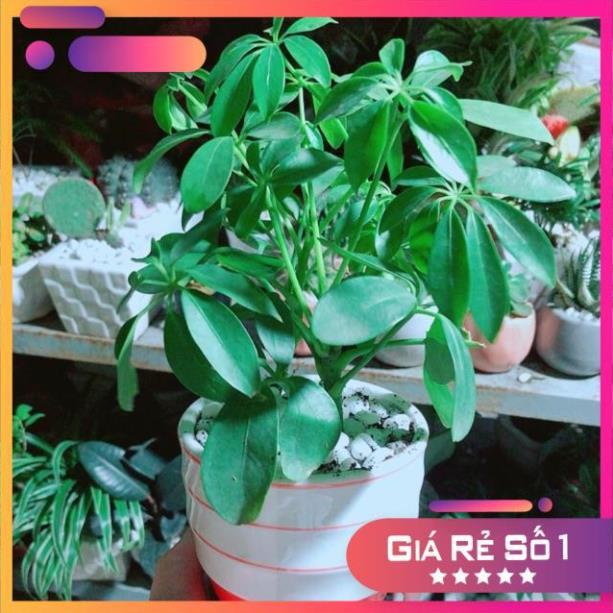 Chậu Ngũ Gia Bì