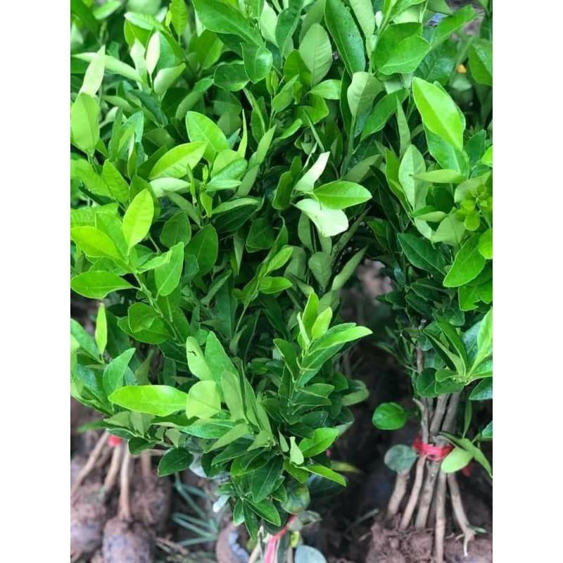 Cây giống cam sành