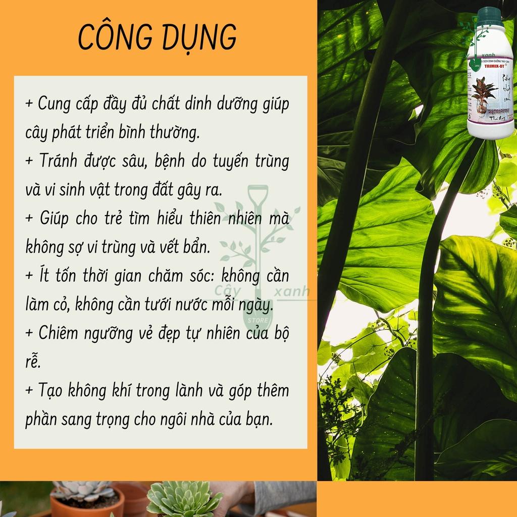 Phân Bón Lá Thủy Canh Kiểng Chai 100ml - Điền Trang