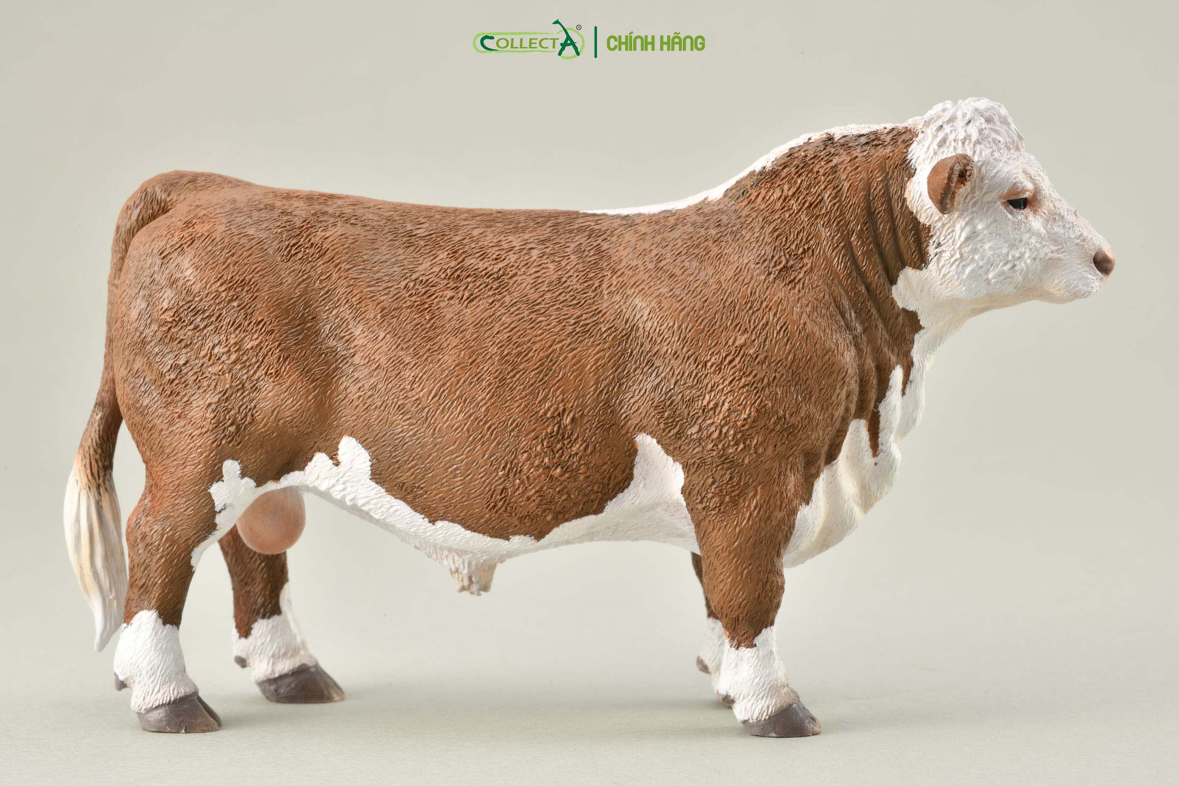 Mô hình thu nhỏ: Bò Hereford bố - Hereford Bull (Polled), hiệu: CollectA, mã HS 9650180[88861] -  Chất liệu an toàn cho trẻ - Hàng chính hãng