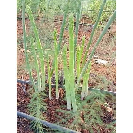 HẠT GIỐNG MĂNG TÂY XANH F1