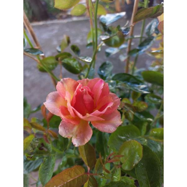 Hoa hồng cam sọc vàng la parisience, hồng ngoại, hồng bụi, thân gỗ, nguyên bản