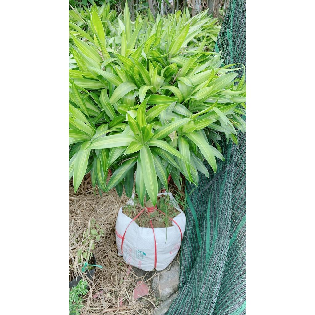 Trúc Bách Hợp Cao 1m1