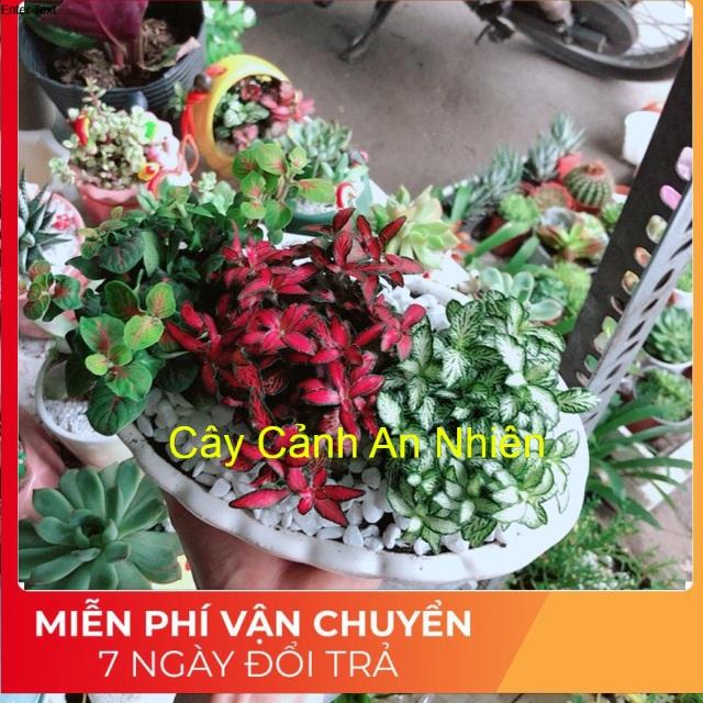 Chậu cây cẩm nhung