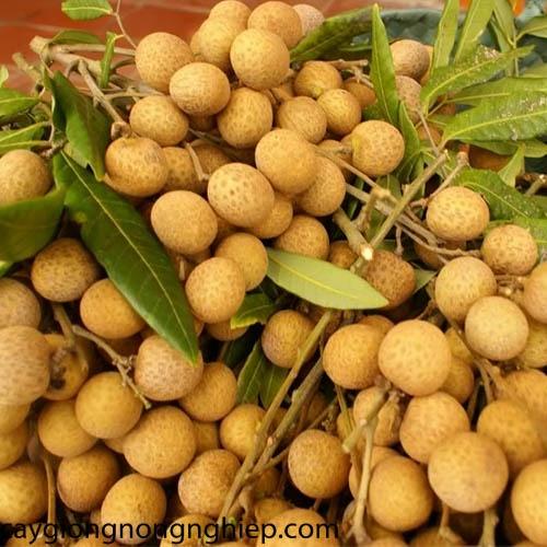 CÂY GIỐNG NHÃN LỒNG SỚM SIÊU NGON SIÊU QUẢ- CAM KÊT GIỐNG CHUẨN F1