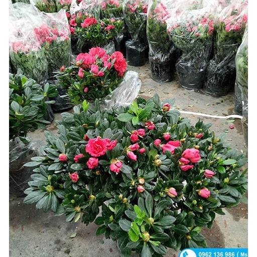 CÂY GIỐNG HOA ĐỖ QUYÊN NHẬT BẢN ĐỦ MÀU