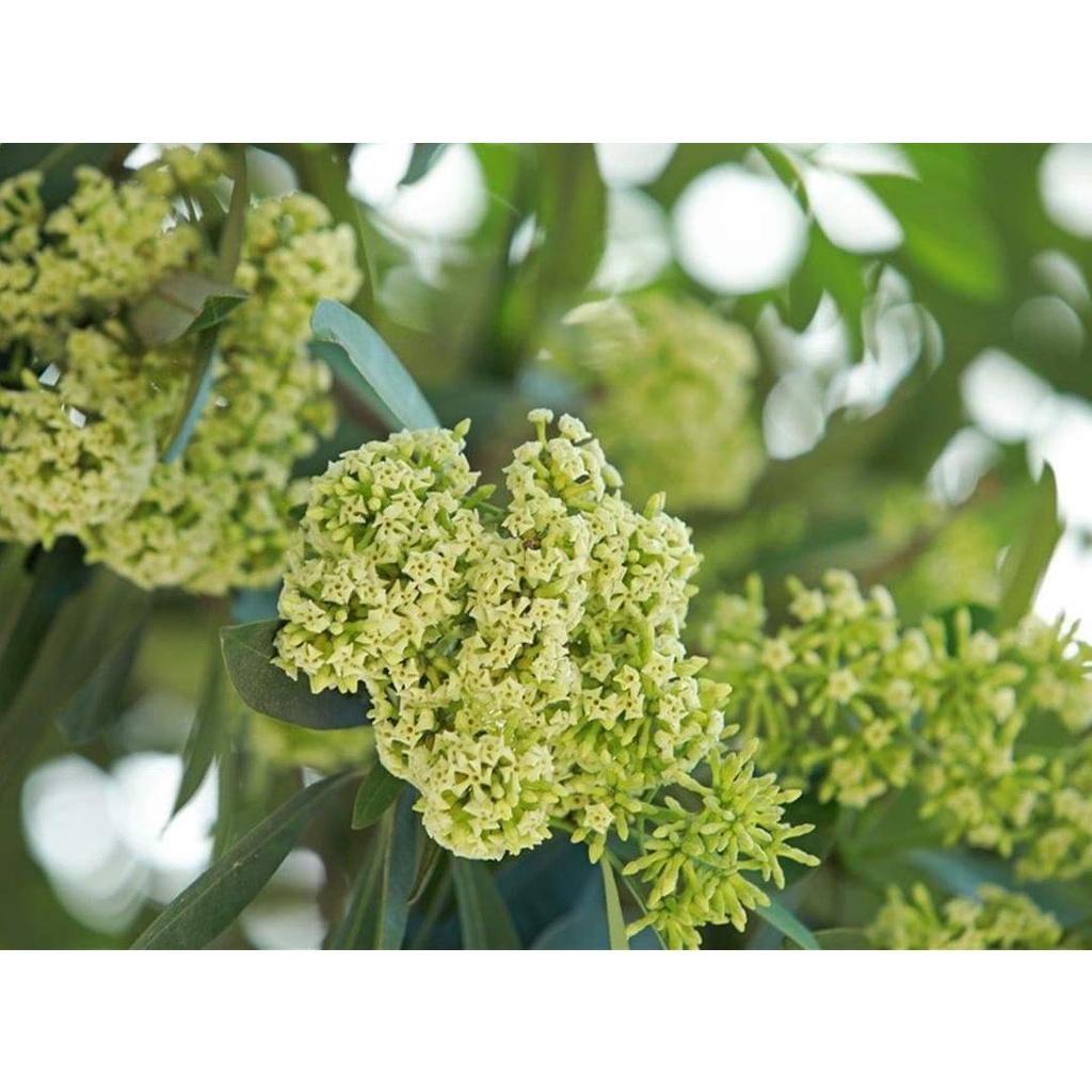 Cây Hoa Sữa Giống