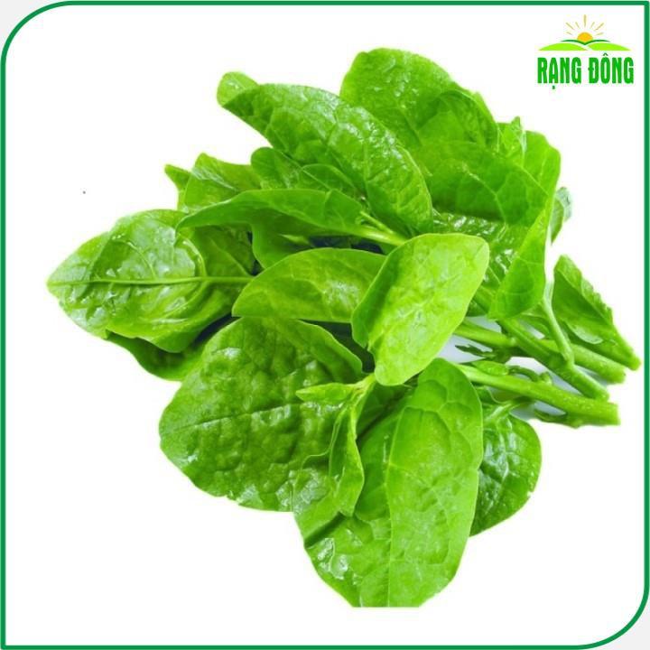 Hạt Giống Mồng Tơi Lá To Cao Sản, Dễ Trồng, Kháng Bệnh Tốt - Hạt giống Rạng Đông