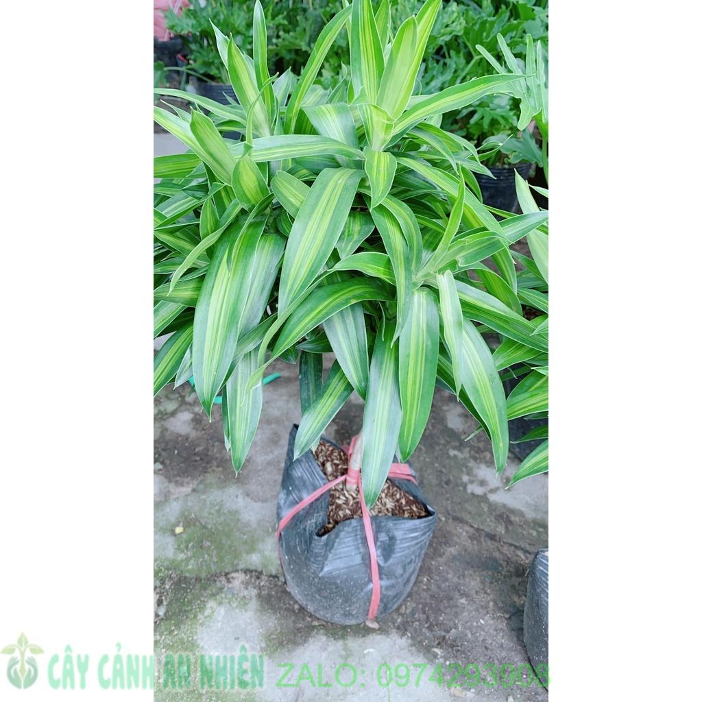 Trúc Bách Hợp 1 Thân